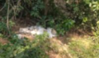 Wild bear falls into 15 feet deep well; Forest Dept team steps in to rescue