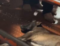 Heartless man kicks out stray dog silently resting within temple premises; watch shocking video